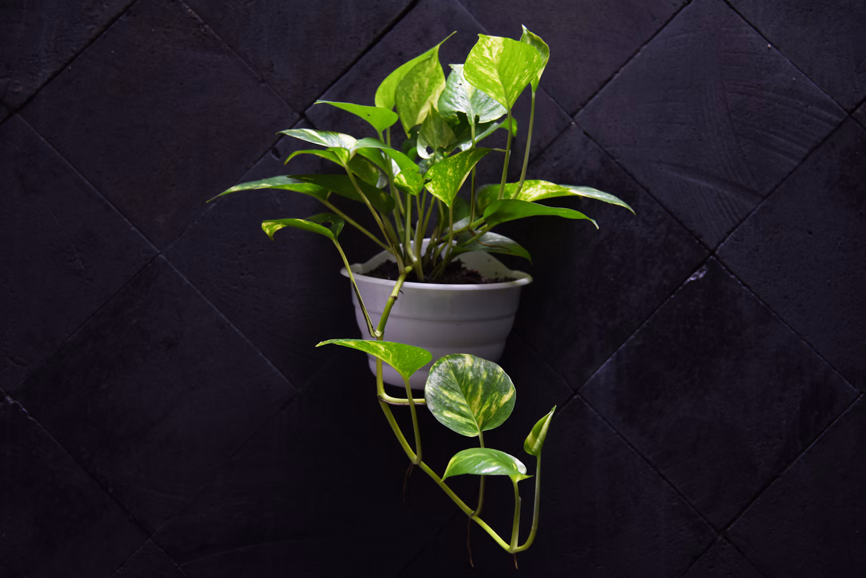 Money Plant